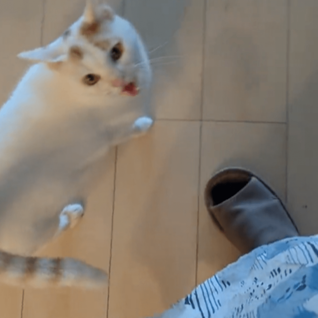 外出前、怒った様子で擦り寄ってきた猫。困惑する飼い主が背後をよく見ると…厳重すぎる光景に「爆笑」「思った以上の圧w」