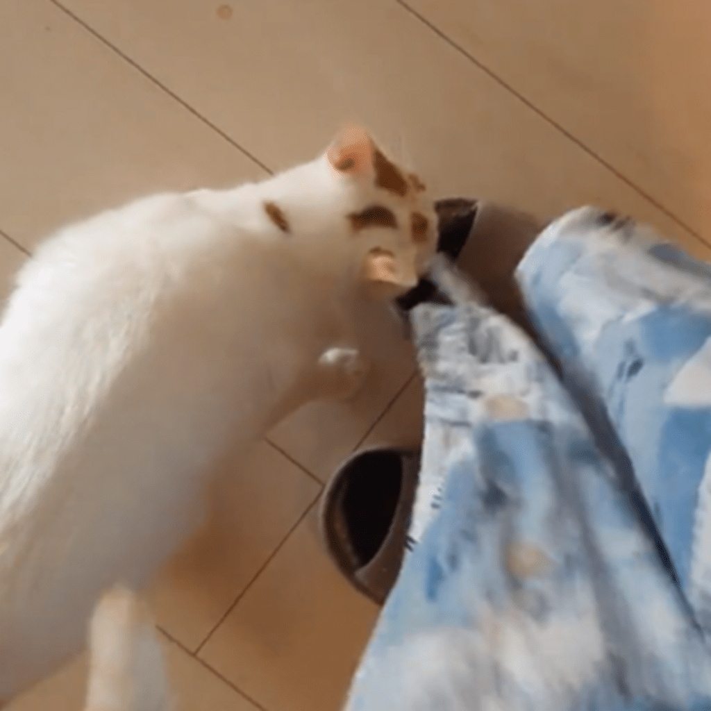 【実際の写真】猫ちゃんの背後の光景