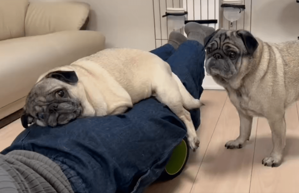 ストレッチを始めると…（@yutesaiさんより提供）