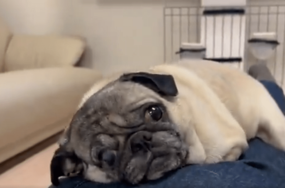 リラックスしています（@yutesaiさんより提供）