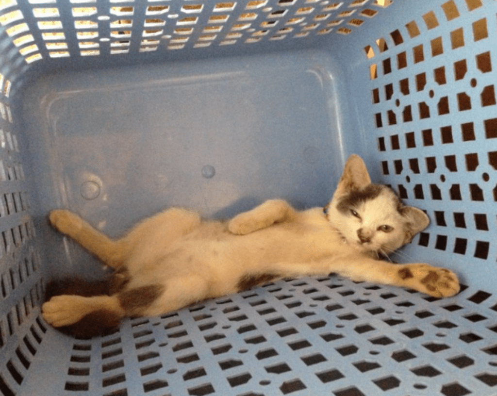 洗濯カゴの中で…（@nyaaa_____nchuさんより提供）