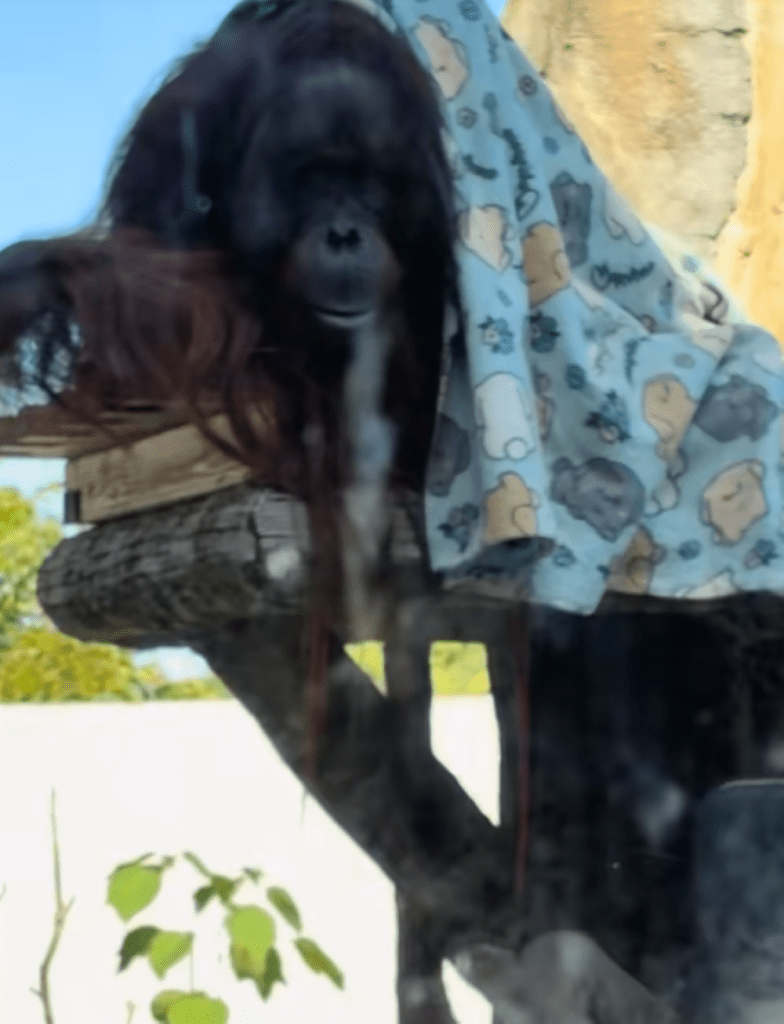 こちらを見つめるオラウータン（＠hiro_stkさんより提供）