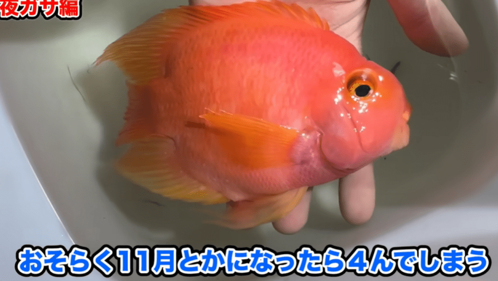 ヒレの長さやふっくらとした見た目が特徴（＠Arakawa455さんより提供）