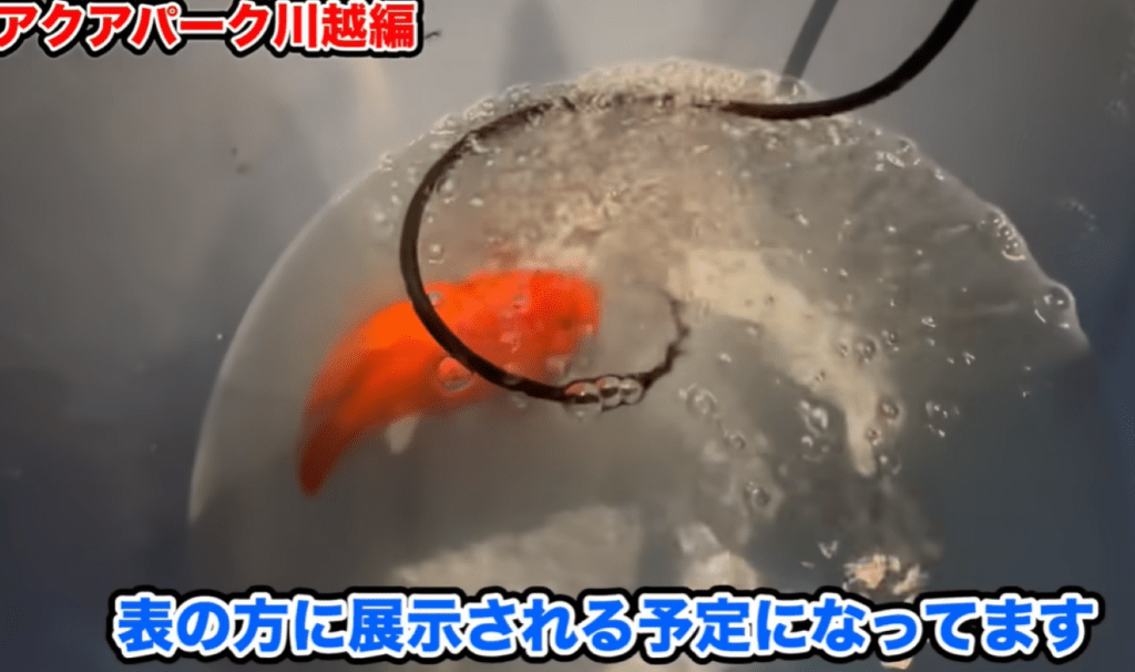 その後のシクリッド（＠Arakawa455さんより提供）