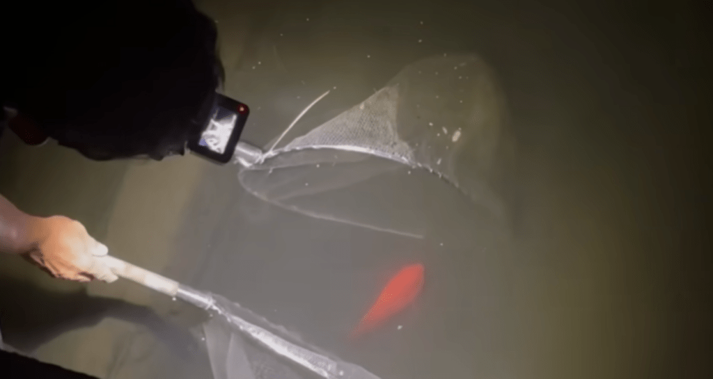 緊張の捕獲シーン（＠Arakawa455さんより提供）