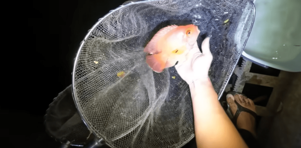 【実際の写真】捕まえた魚