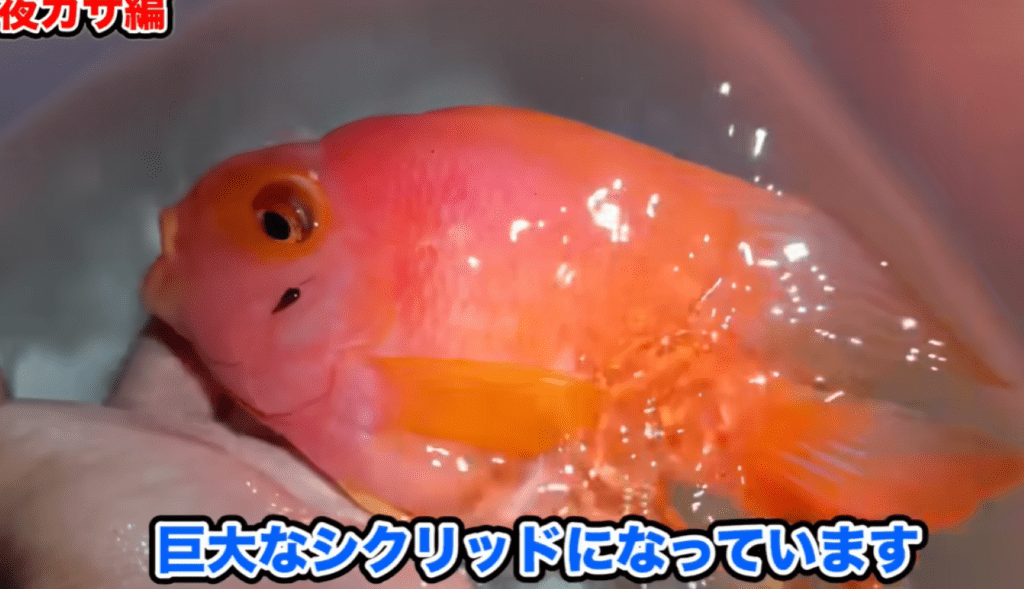 ハリのある巨大なシクリッド（＠Arakawa455さんより提供）