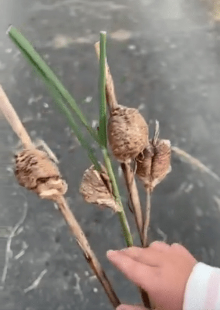 娘さん「部屋に飾る！」（@naru422さんより提供）