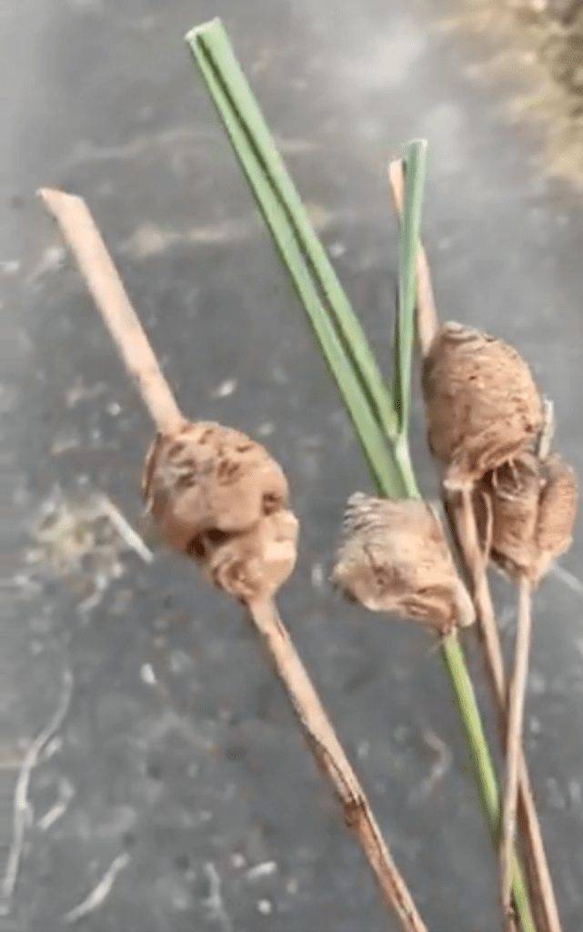 【実際の写真】娘さんが持ってきたモノ