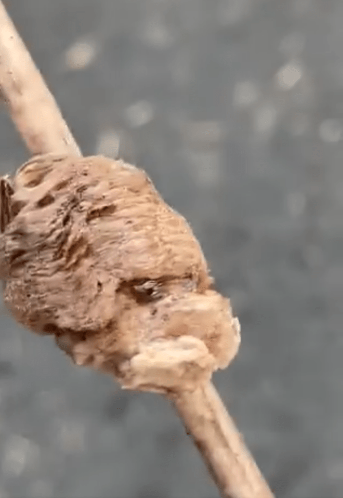 実は、カマキリの卵！（@naru422さんより提供）