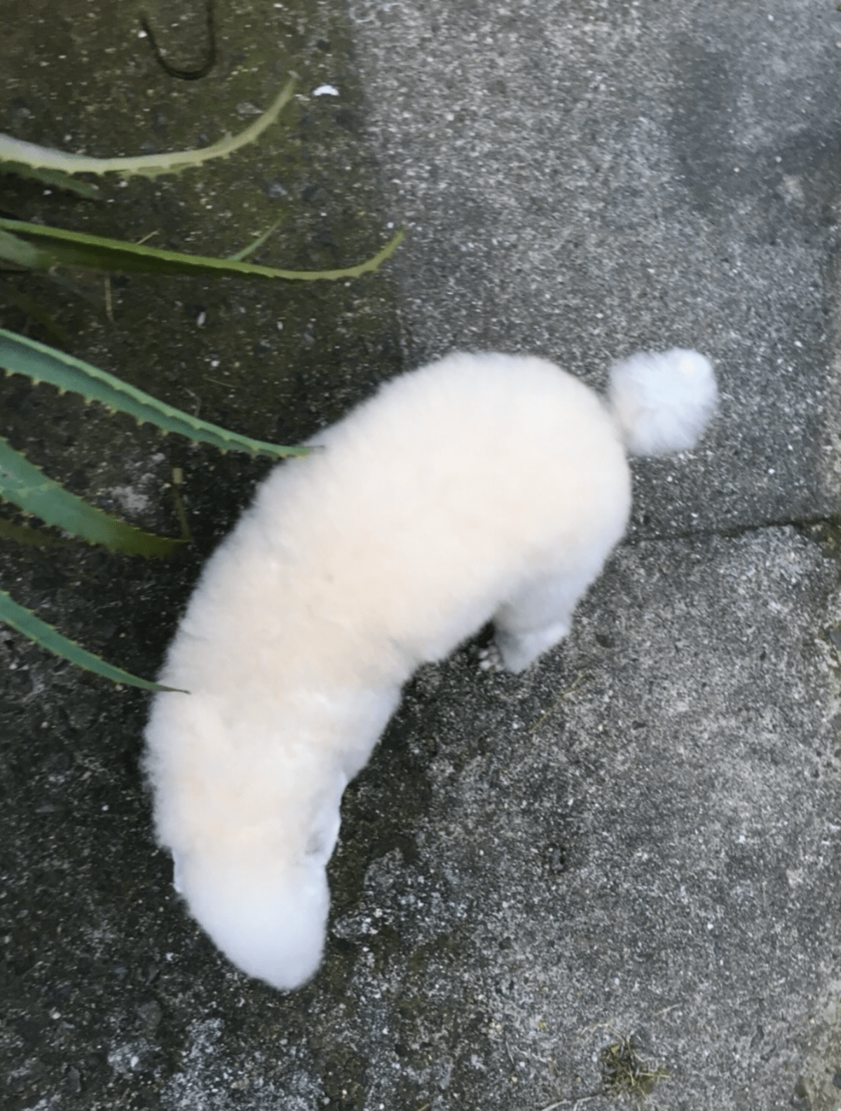 近所のおじさん「これは…犬で間違いないか?」周囲を大混乱に陥らせた愛犬の姿に「笑いが止まらないwww」「上昇気流?」「吹いたwwww」