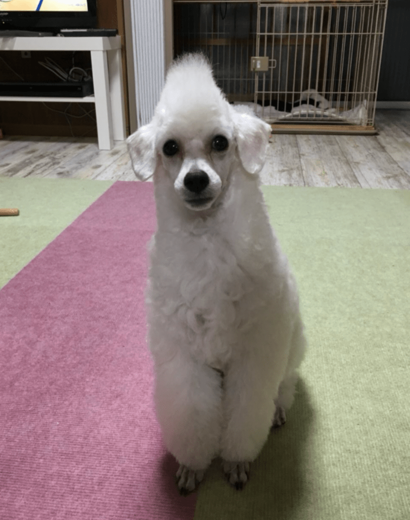 アルパカ×モヒカンカット（@yuka_2427さんより提供）