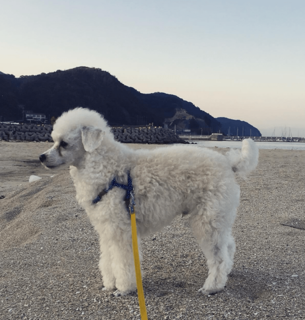 アルパカモヒカンのトリミング後、数日経った状態（@yuka_2427さんより提供）