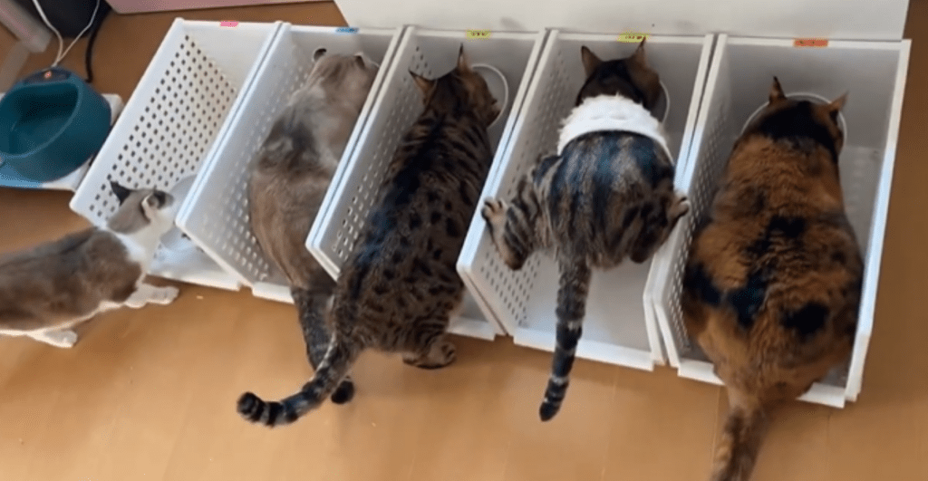 ダイナミックな食事シーン（＠nyan6nikuさんより提供）