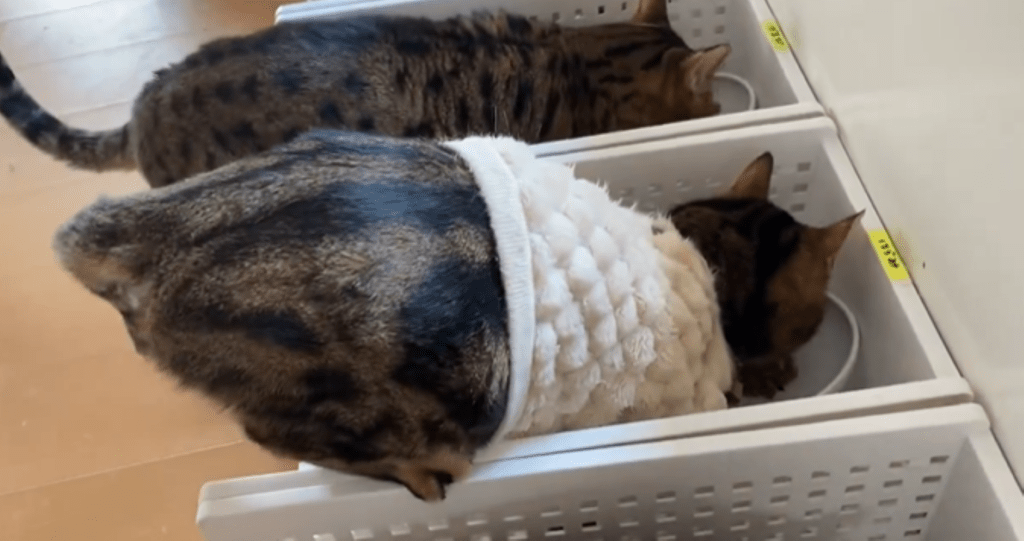 後ろ足を上げて食べる姿（＠nyan6nikuさんより提供）