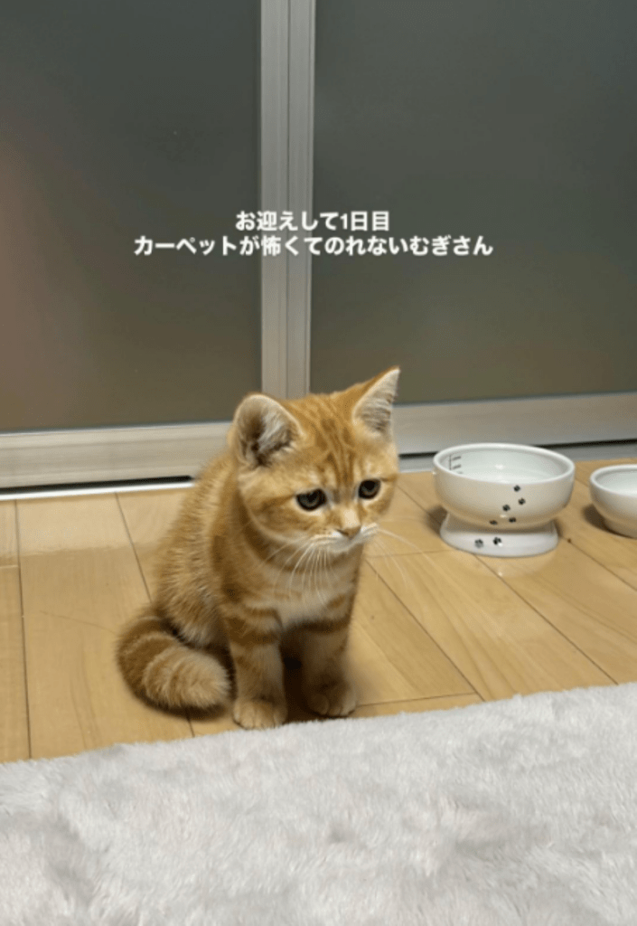 カーペットが怖くて乗れないむぎくん（＠wanwandesu1さんより提供）