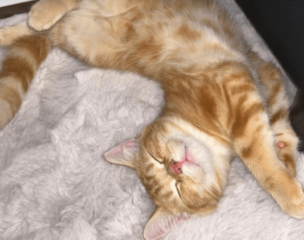 くつろぎ始めた頃（＠wanwandesu1さんより提供）