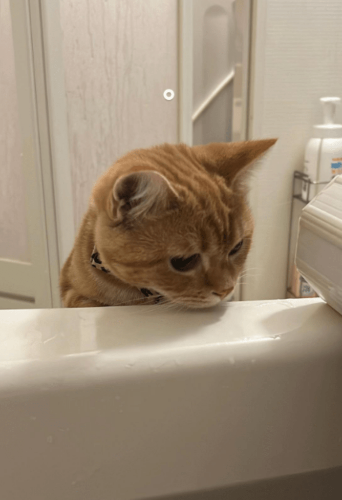 お風呂を覗く様子（＠wanwandesu1さんより提供）