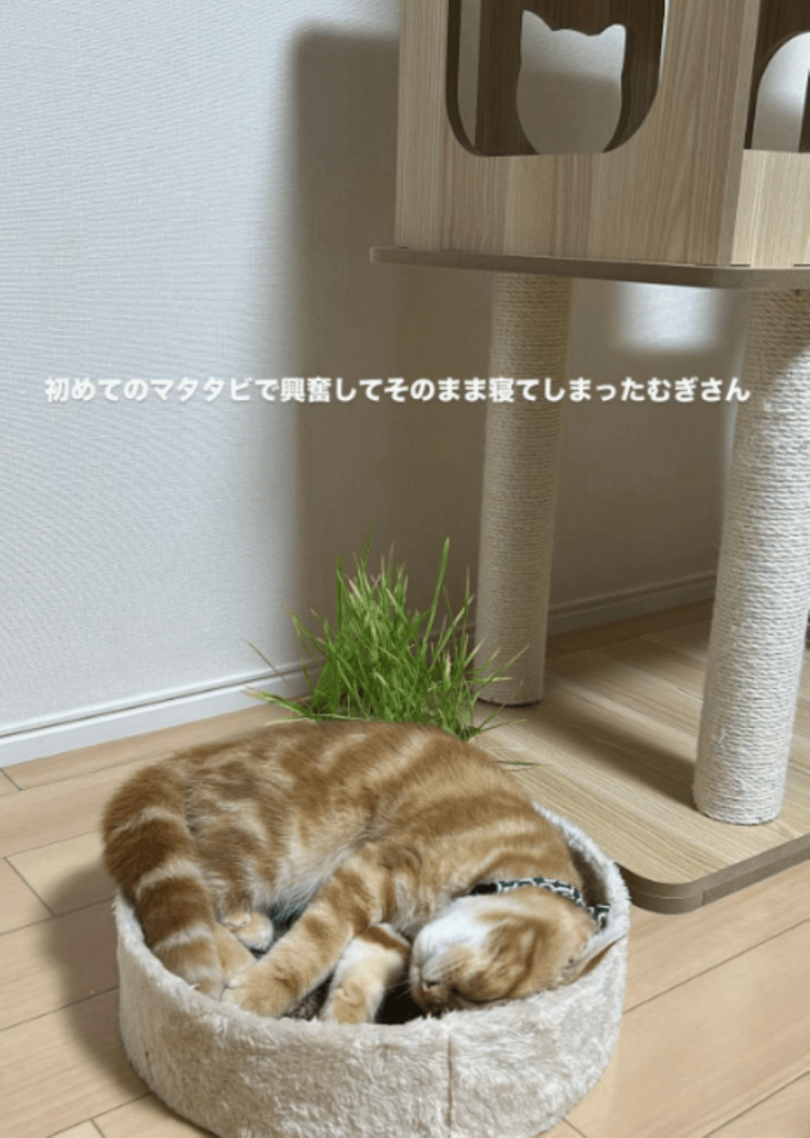 【実際の写真】猫ちゃんが怯えていたモノ