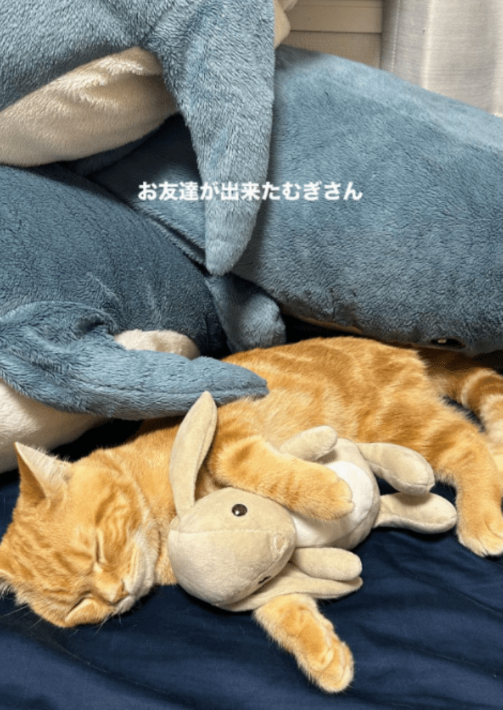 お友達ができたむぎくん（＠wanwandesu1さんより提供）