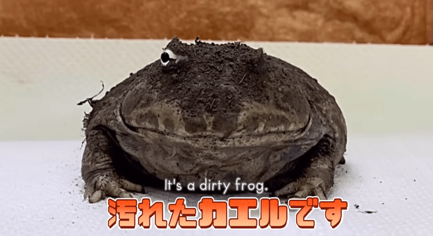 土から掘り出した茶色いカエル。しかし、水で洗ってみた結果…仰天する光景に「ビフォーアフターが過ぎるw」「これは洗い甲斐がある」
