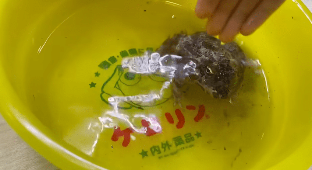 【実際の写真】洗い終わったカエルの姿