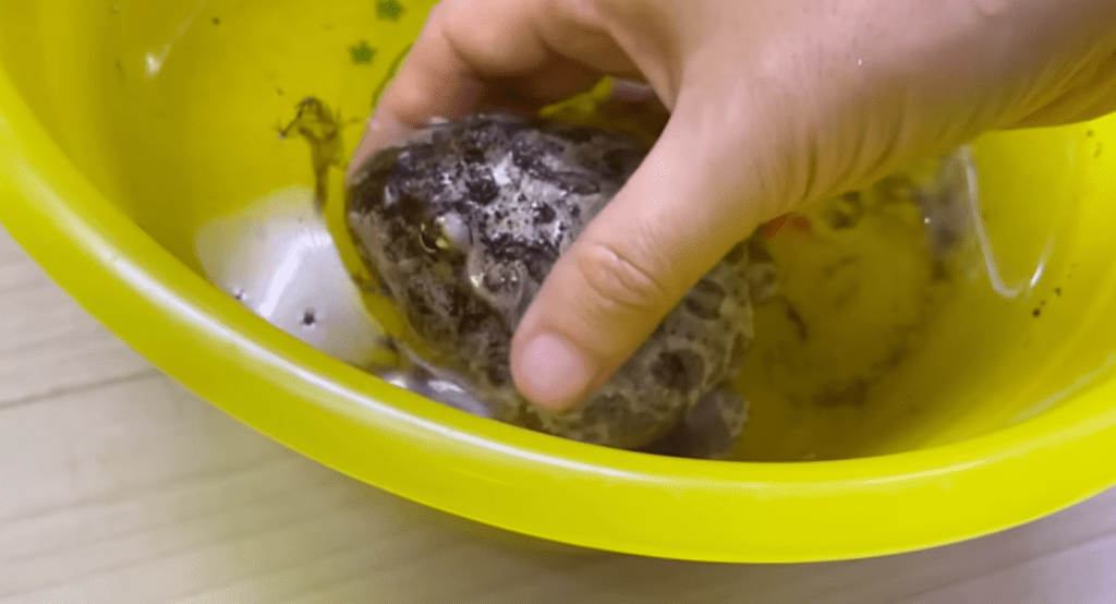 古い皮も優しく落とす（＠piyo_kaeruさんより提供）