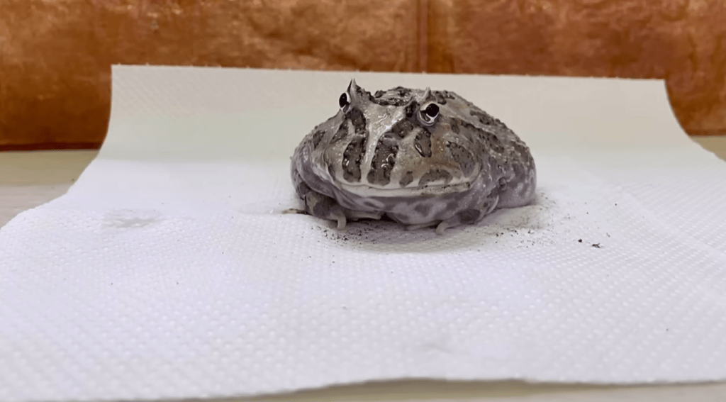 ピカピカになりました（＠piyo_kaeruさんより提供）