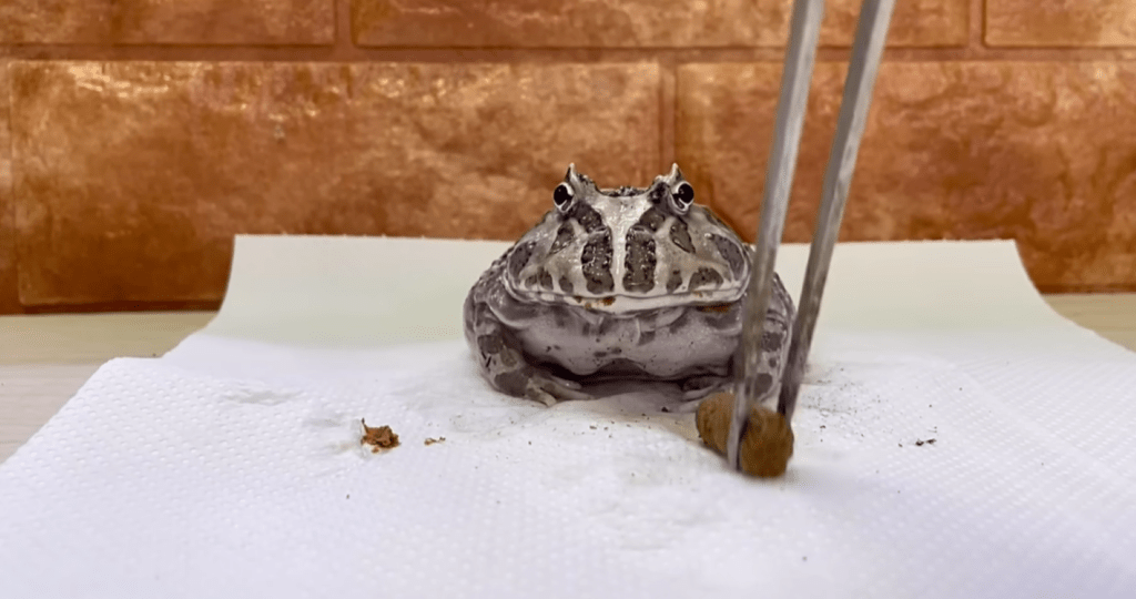 食事タイム（＠piyo_kaeruさんより提供）