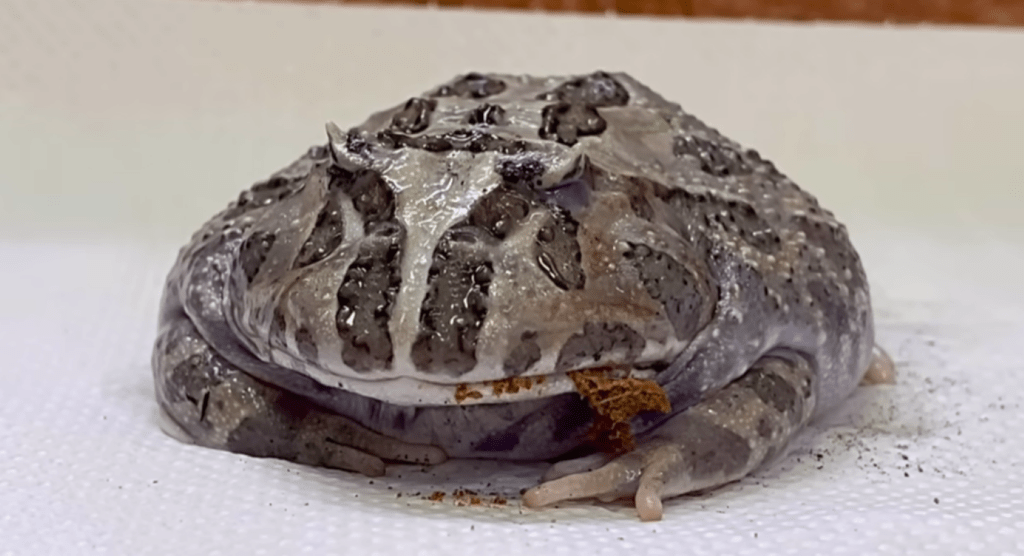 飲み込むときに目を閉じる（＠piyo_kaeruさんより提供）