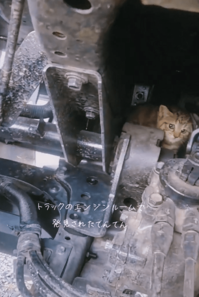 エンジンルームにいた子猫（＠chacha.ma.maさんより提供）