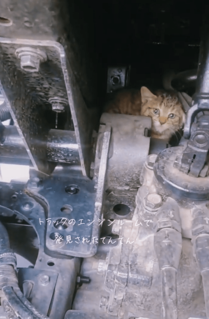 こちらに気づいた様子（＠chacha.ma.maさんより提供）