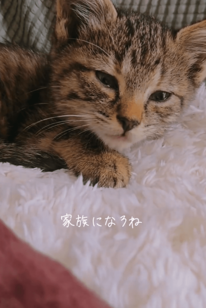 家族になったてんてんちゃん（＠chacha.ma.maさんより提供）