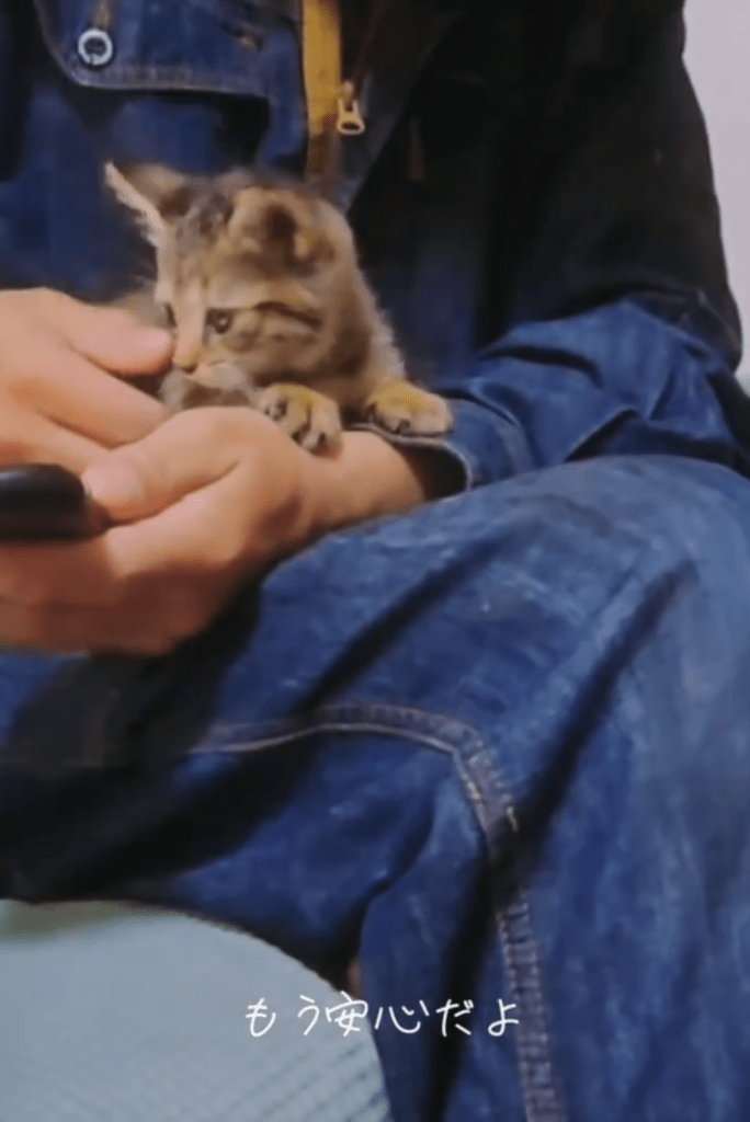 飼い主さんの膝の上に乗る様子（＠chacha.ma.maさんより提供）