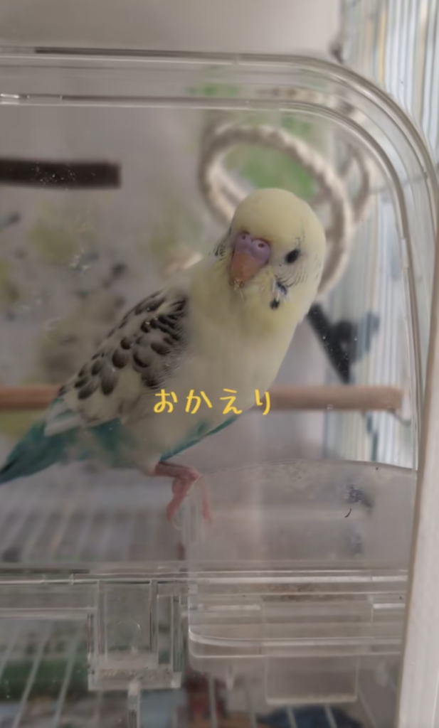 飼い主さんに「おかえり」（＠popotanyipさんより提供）