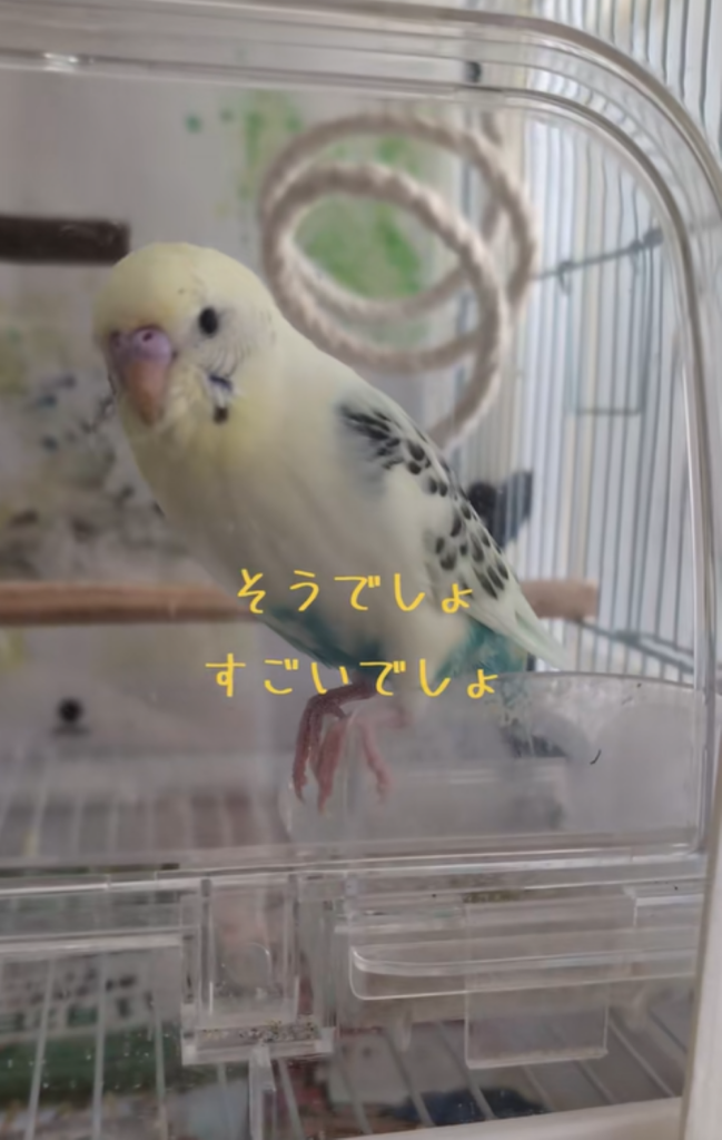 すごいでしょ！をイキイキした様子（＠popotanyipさんより提供）