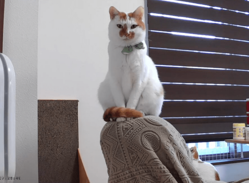 【実際の写真】足元にいたまさかのモノ