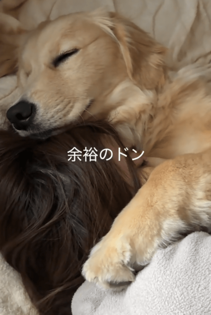 スヤスヤのドンちゃん（@dawn_donchanさんより提供）