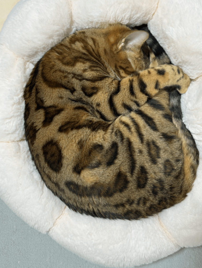 普段のリンちゃん③（＠uribo_catRINさんより提供）