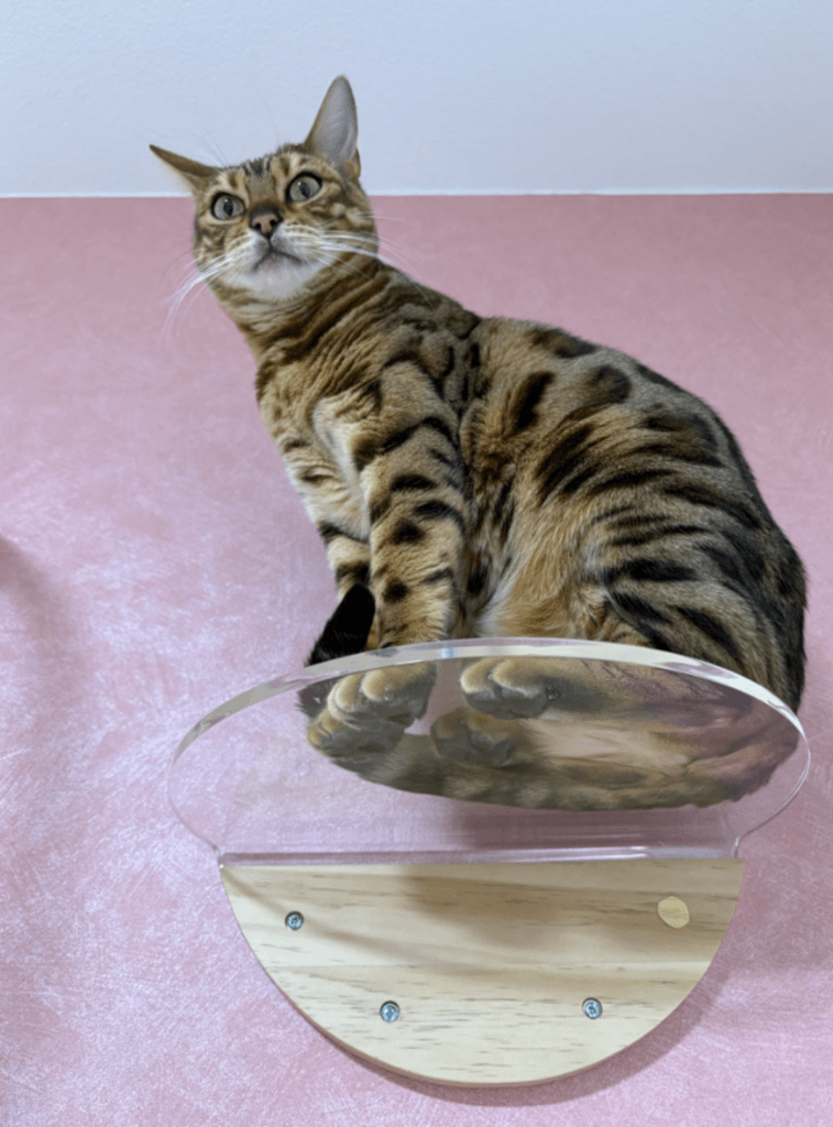 普段のリンちゃん①（＠uribo_catRINさんより提供）