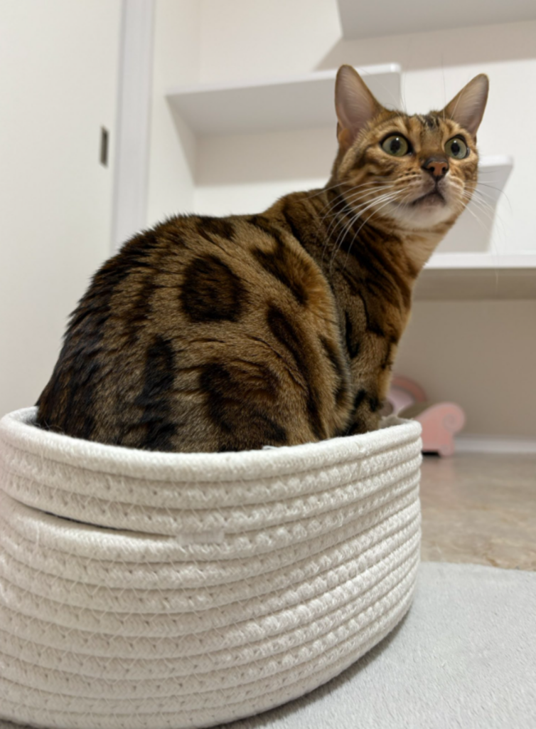 普段のリンちゃん④（＠uribo_catRINさんより提供）