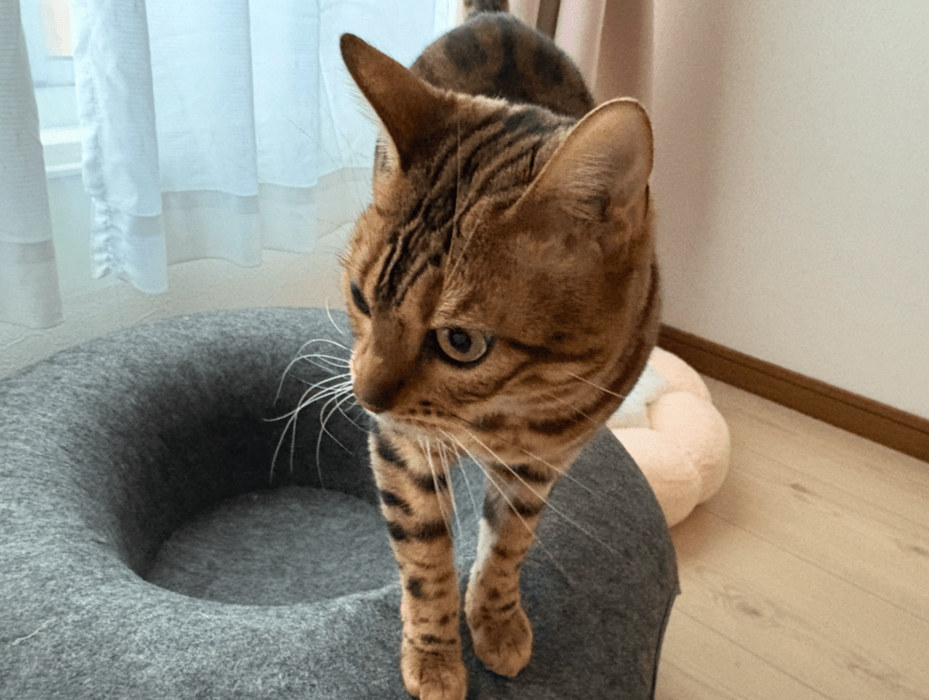 普段のリンちゃん②（＠uribo_catRINさんより提供）