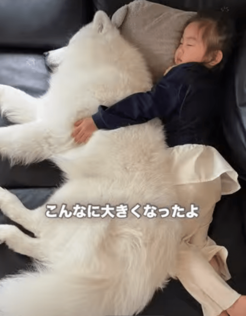 こんなに大きくなりました（＠puff__0603さんより提供）