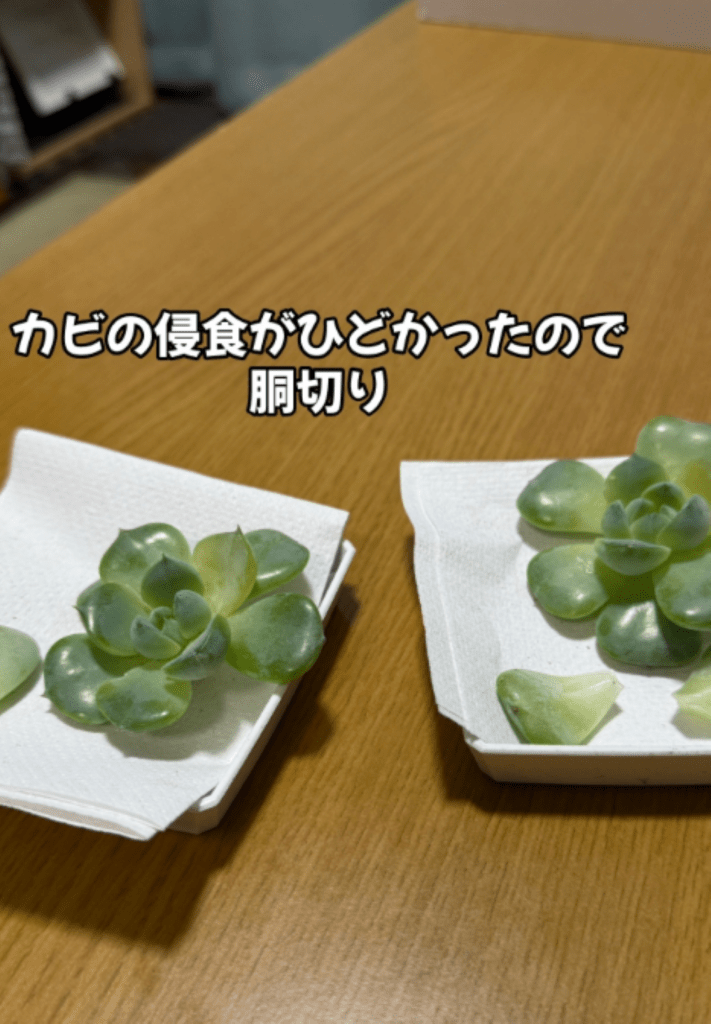 【実際の写真】カビの生えた植物の現在