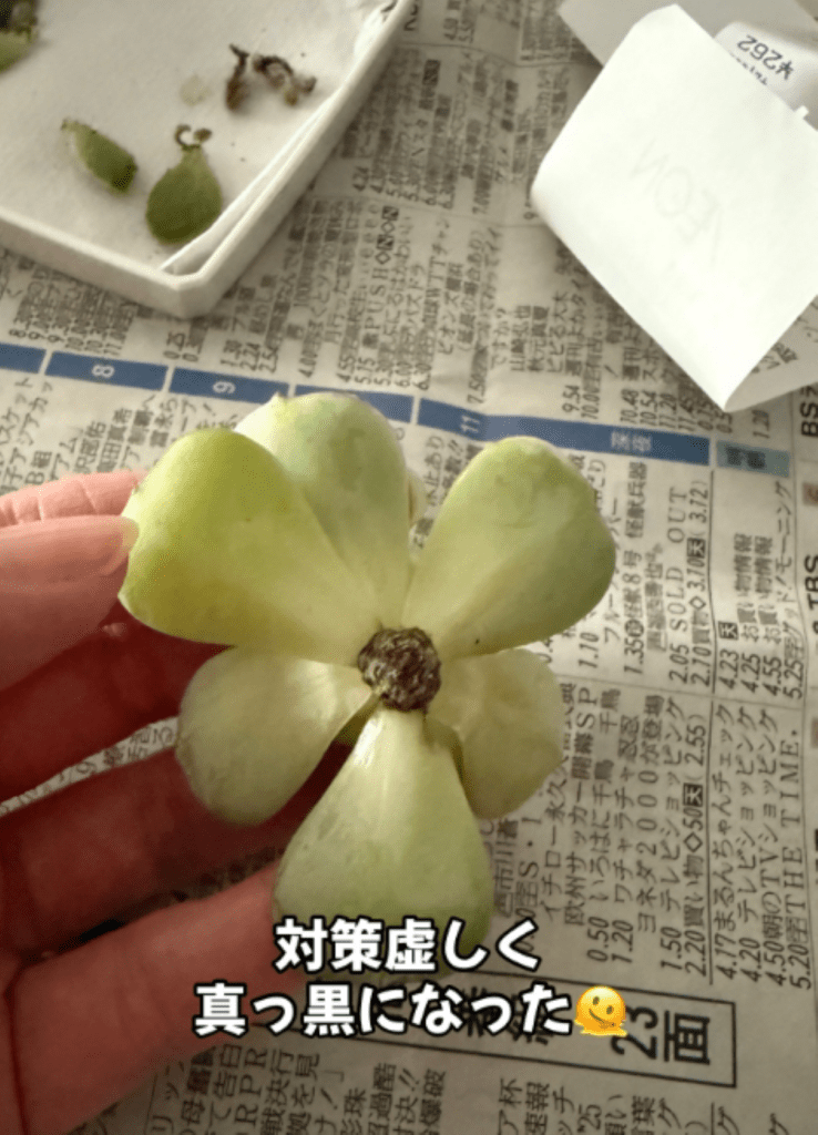 カビでダメになってしまいました（＠oshibu_ko2353さんより提供）