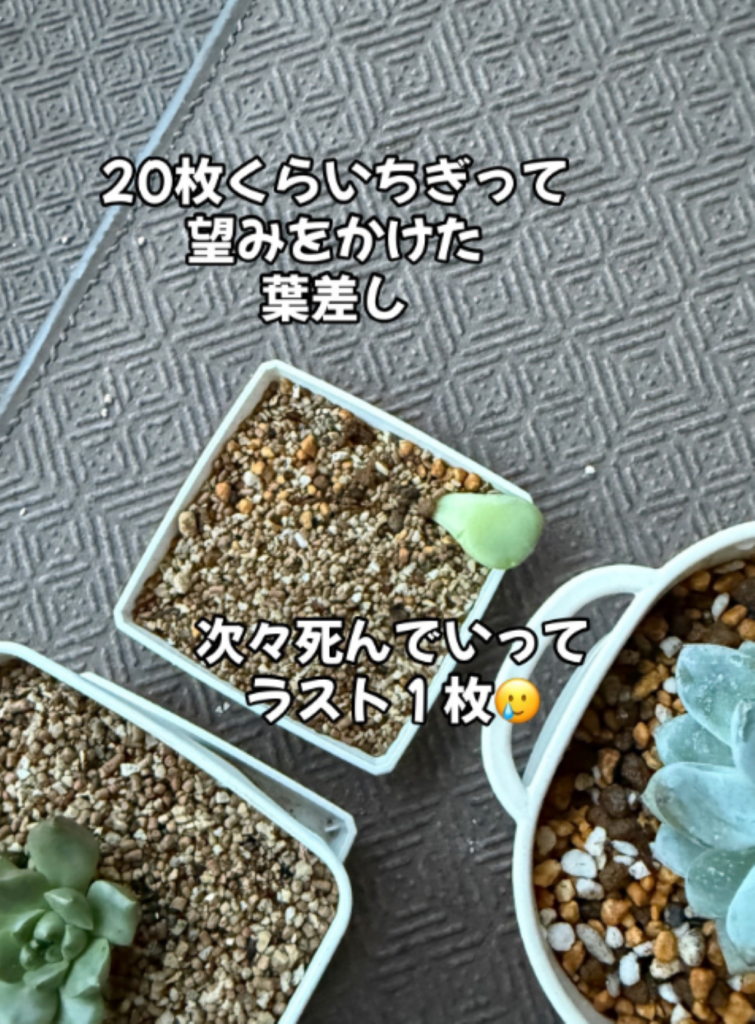 ラスト1枚の葉に（＠oshibu_ko2353さんより提供）