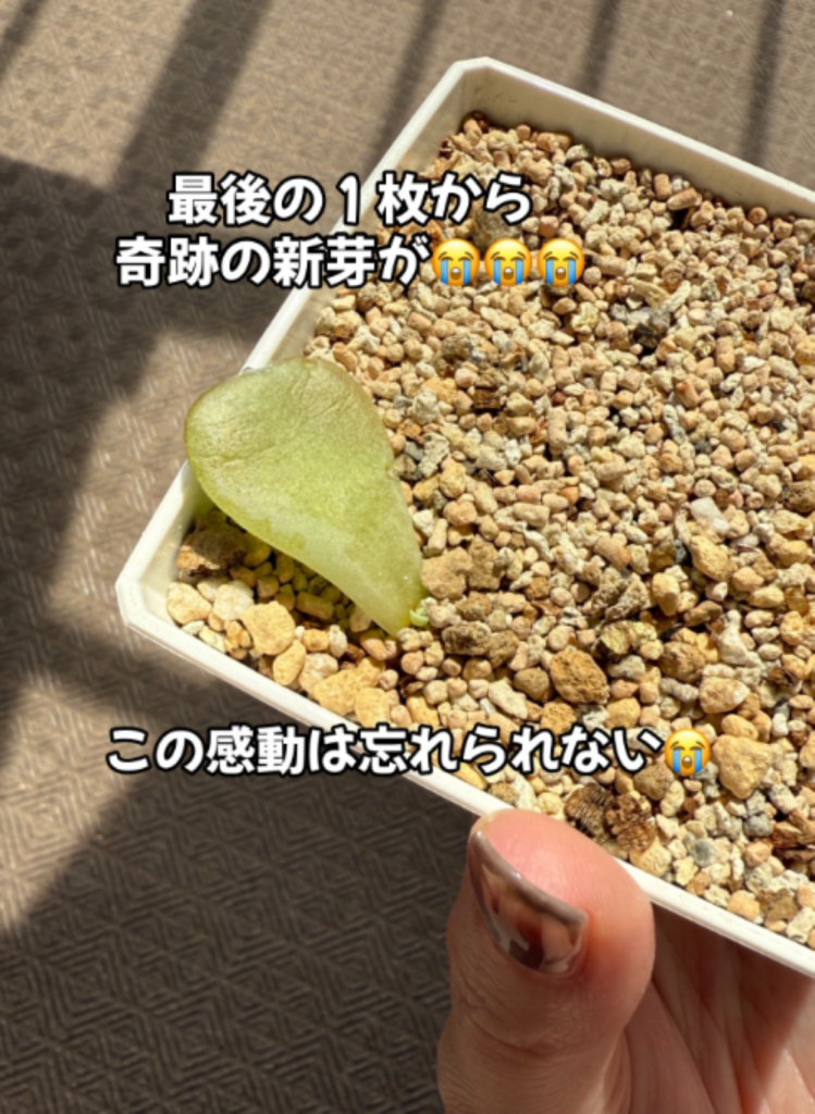 奇跡の新芽が誕生（＠oshibu_ko2353さんより提供）