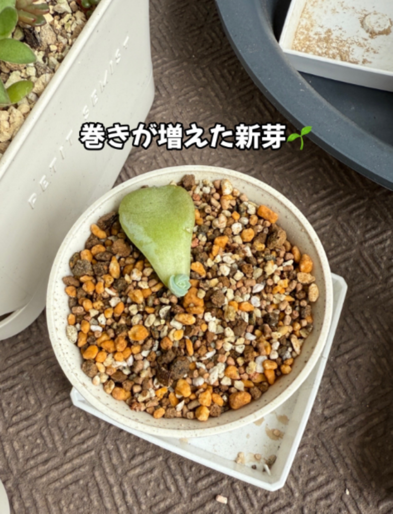 巻きが見えた新芽（＠oshibu_ko2353さんより提供）