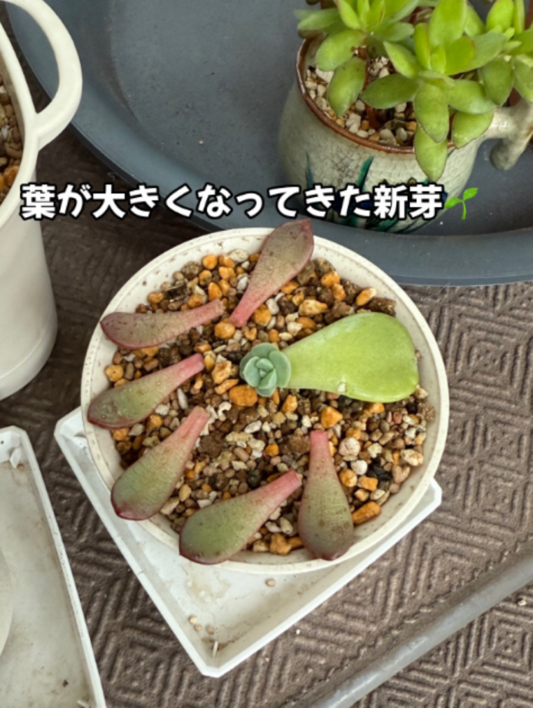 葉が大きく成長（＠oshibu_ko2353さんより提供）