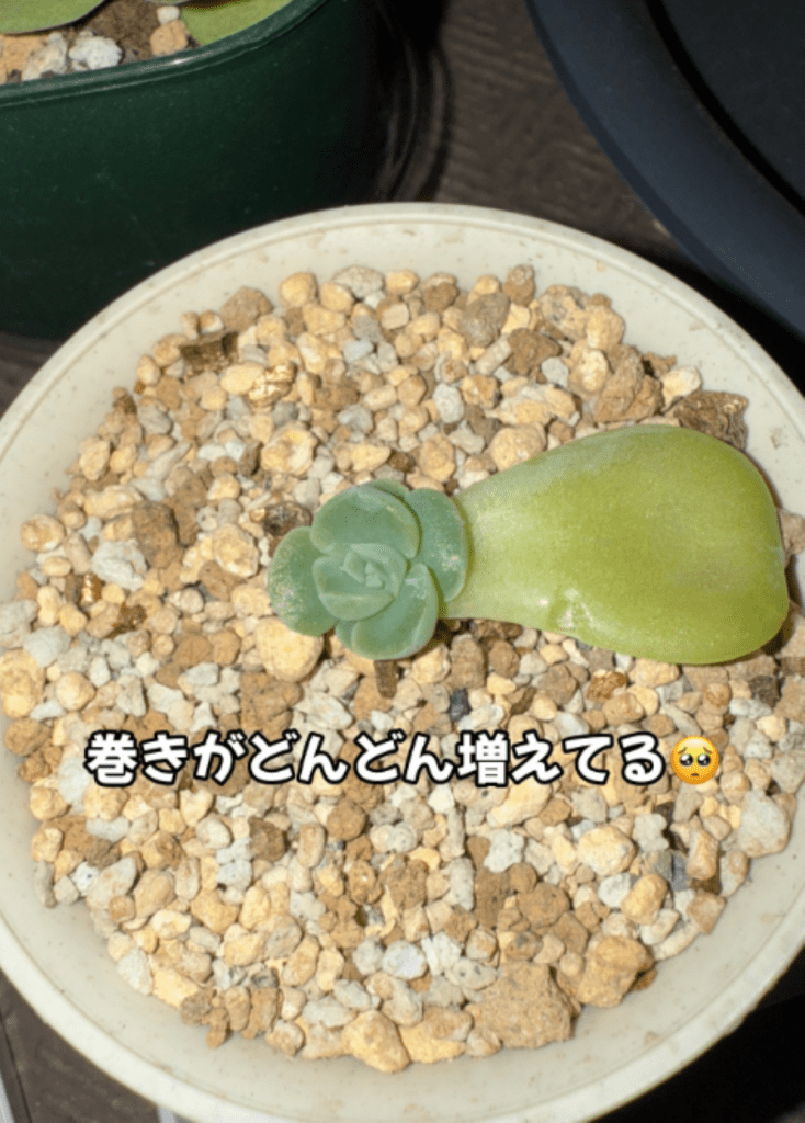 巻きが増えてきた様子（＠oshibu_ko2353さんより提供）